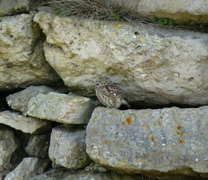 Little Owl 1.jpg