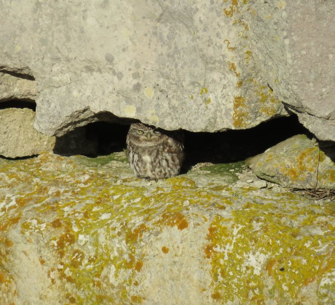 little owl 2.JPG