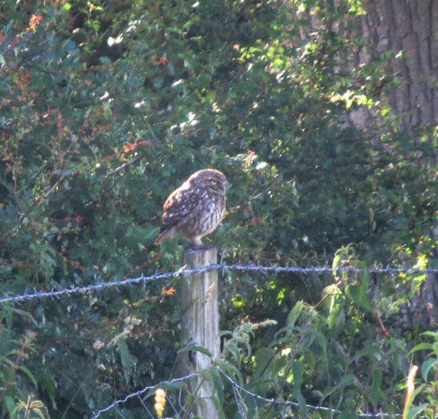 little owl 3.JPG