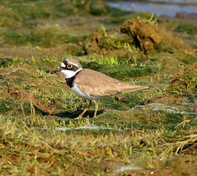 Little Ringed Plover - Lytchett Filelds (1).JPG