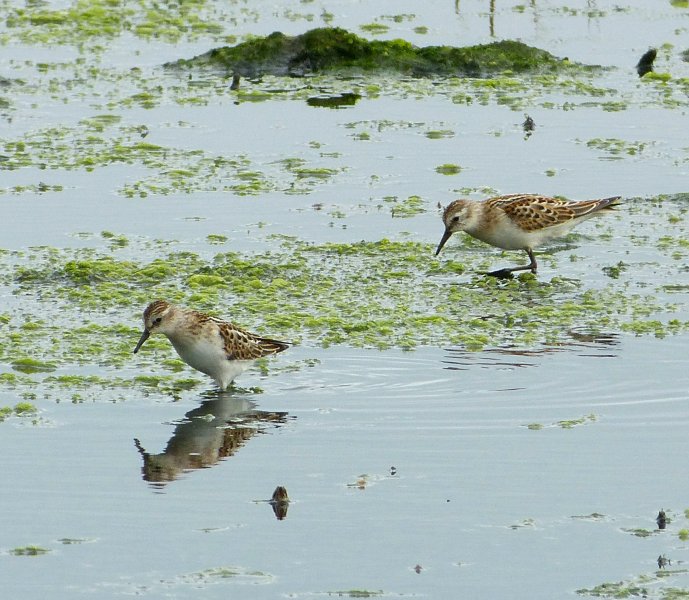 Little Stints - Lytchett Fields.JPG