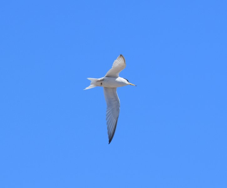 Little Tern 00.JPG