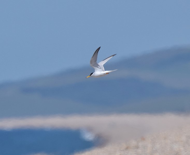 Little Tern 03.JPG