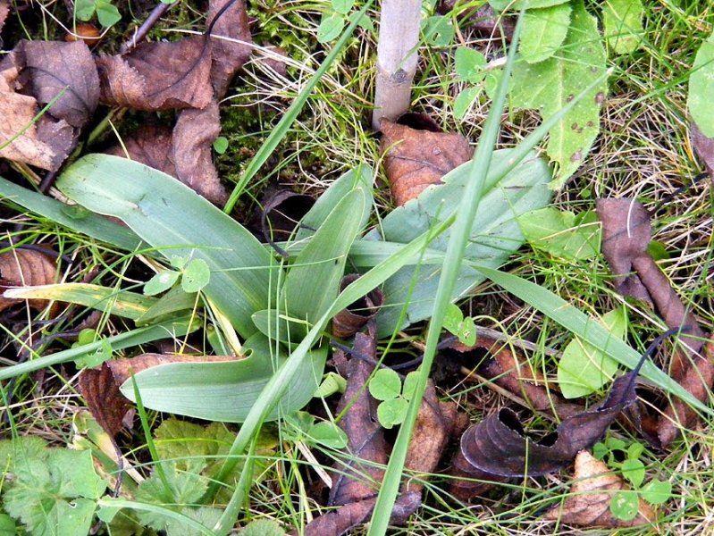 lizard_orchid_leaves.jpg