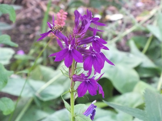 lobelia hadspens purple.jpg