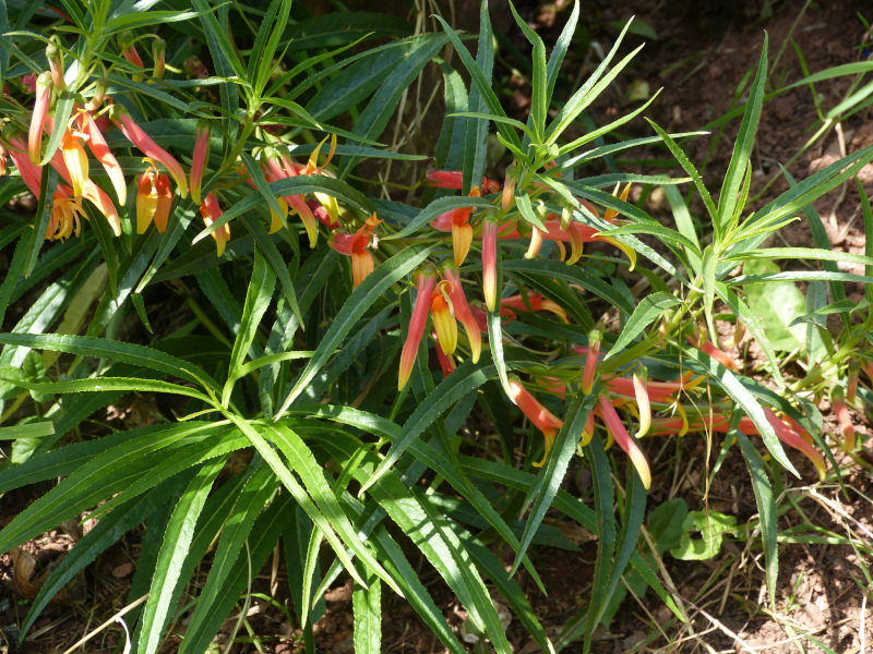 Lobelia laxiflora 2.JPG