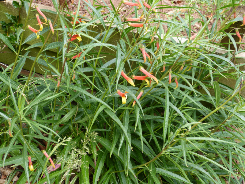 Lobelia laxiflora angustifolia.JPG