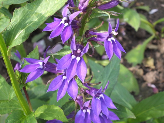 lobelia speciosa.jpg