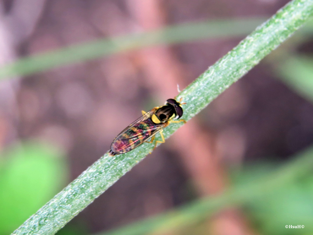 Long Hoverfly (3), Sphaerophoria scripta.jpg