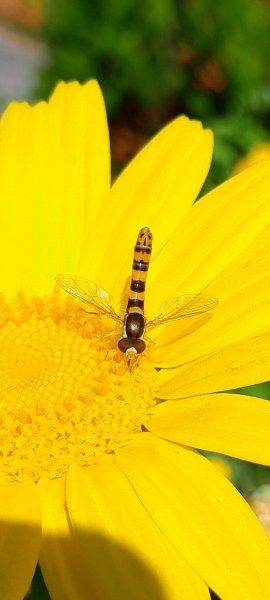 Long hoverfly.jpg