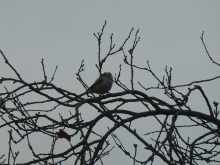 long tailed tit.JPG