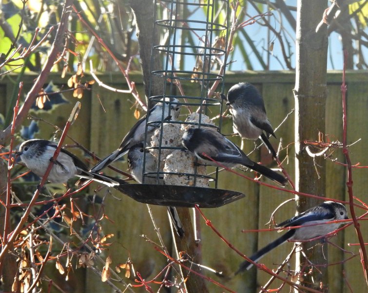 Long Tailed Tits.JPG