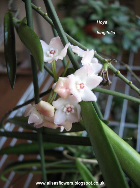 longifolia.jpg