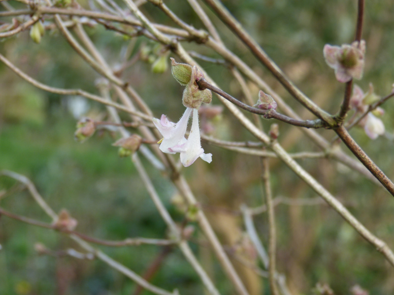 Lonicera elisae.JPG