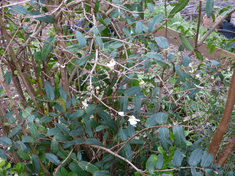 Lonicera fragrantissima 2.JPG