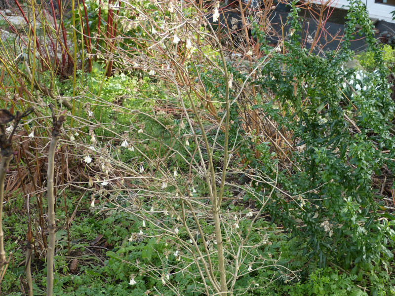 Lonicera fragrantissima.JPG