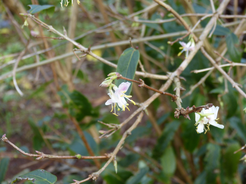 Lonicera fragrantissima.JPG