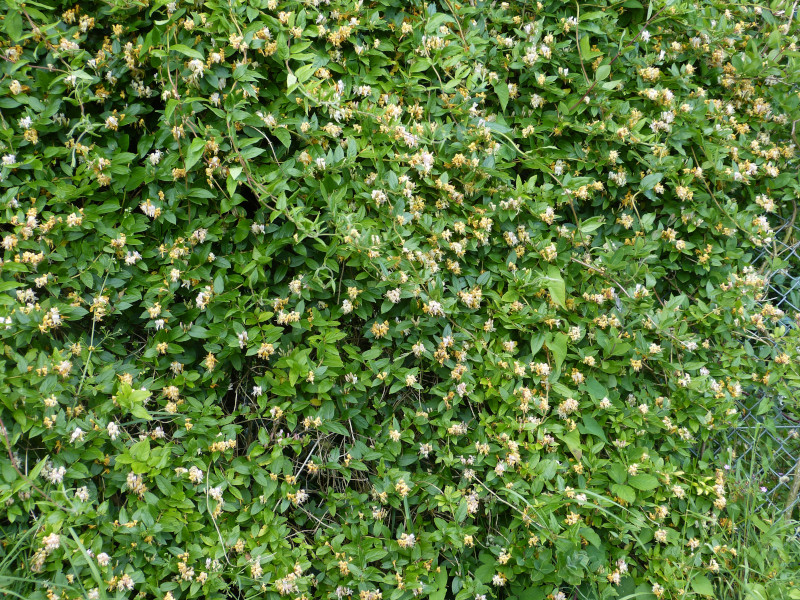 Lonicera giraldii.JPG