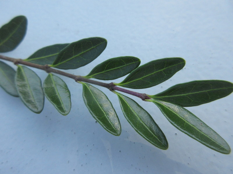 LONICERA  PILEATA 17-08-2021 17-09-11.JPG