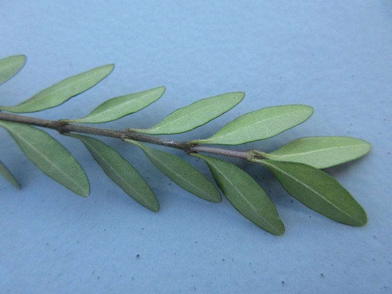 LONICERA  PILEATA 17-08-2021 17-09-34.JPG