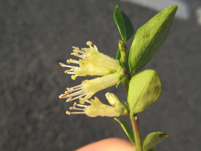 LONICERA  PILEATA 23-05-2018 20-20-03.JPG