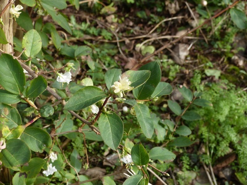 Lonicera purpusii.JPG