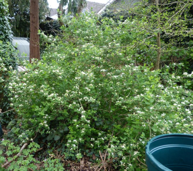 Lonicera tartarica.JPG