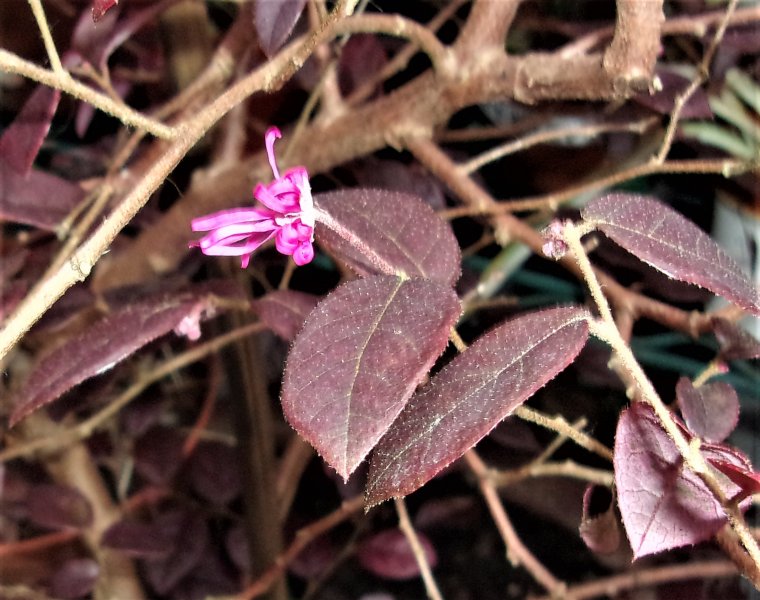 Loropetalum (2).JPG