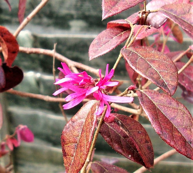 Loropetalum.JPG