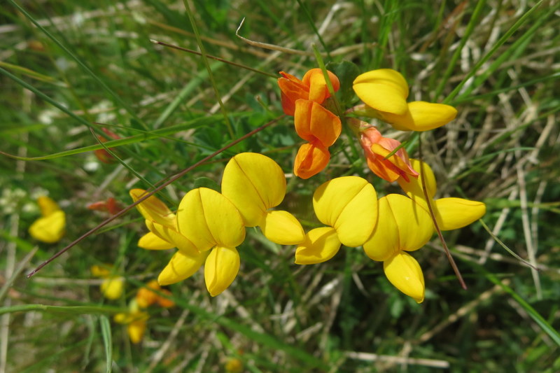 LOTUS  CORNICULATUS  BIRD  FOOT  TREFOIL 08-Jun-16 1-30-41 PM.JPG