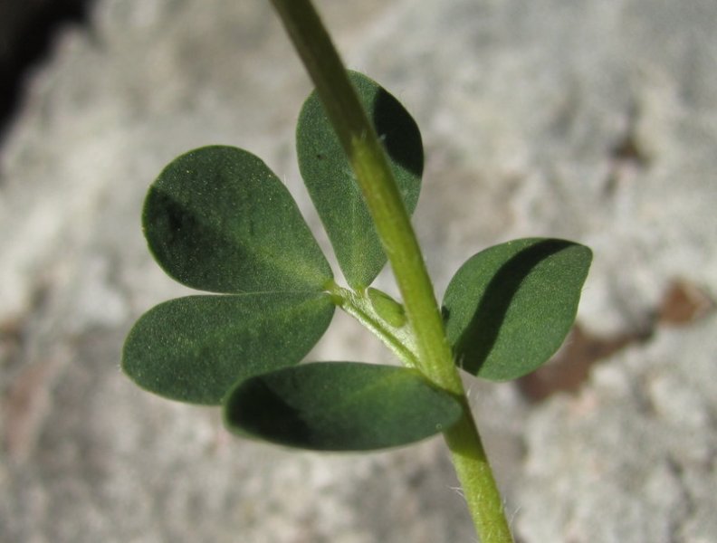 LOTUS  CORNICULATUS  BIRDSFOOT  TREFOIL 26-May-13 6-32-58 PM.JPG