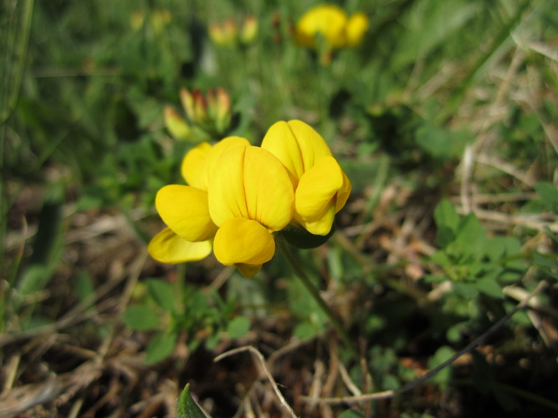 LOTUS  CORNICULATUS  BIRDSFOOT  TREFOIL 26-May-13 6-33-39 PM.JPG