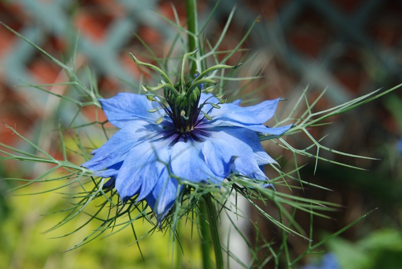 Love in a mist.jpg