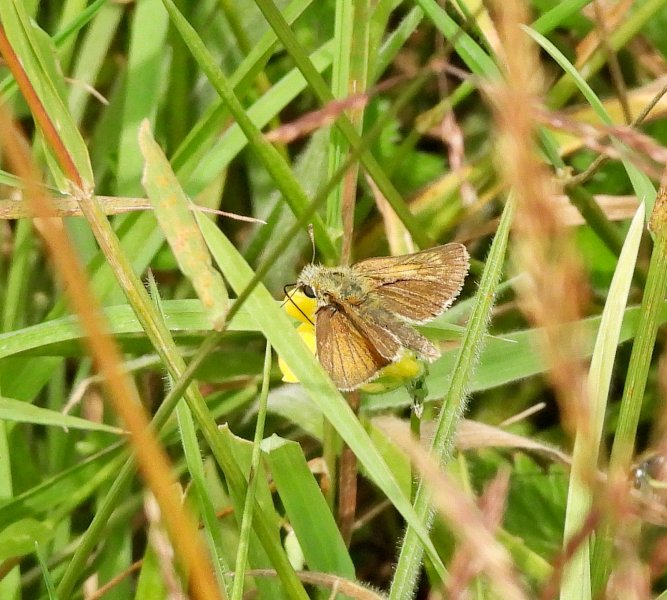 Lulworth Skipper 2.JPG