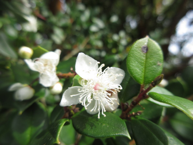 LUMA  APICULATA 13-09-2023 12-11-51.JPG