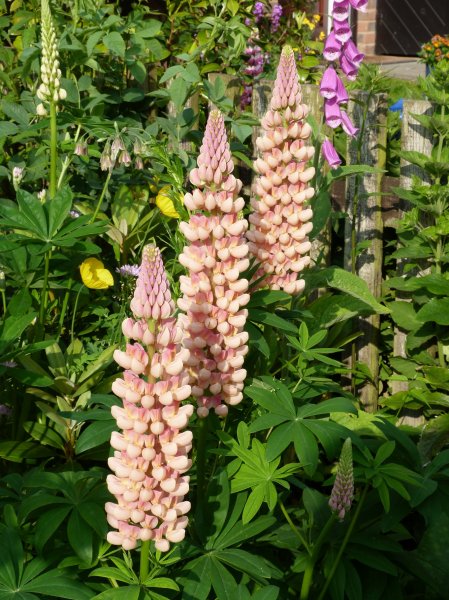 Lupins ect 18 June 2013 003.JPG