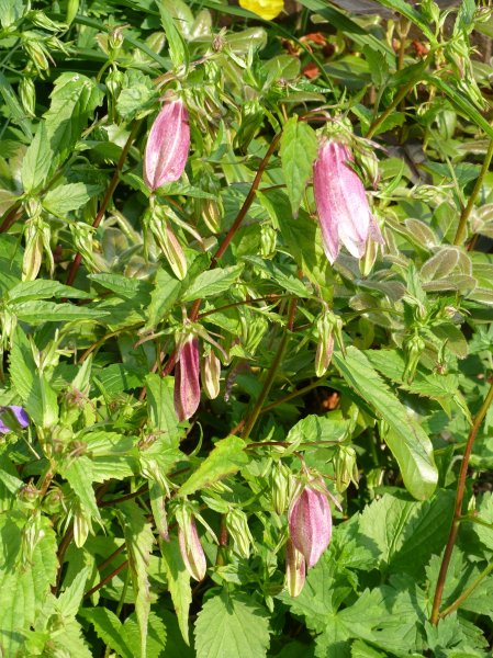 Lupins ect 18 June 2013 007.JPG