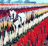 LUPINUS-HORSE-PLOUGHING.jpg