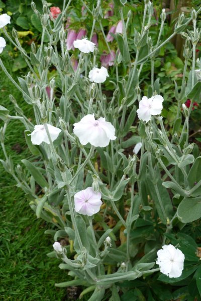 Lychnis 002.JPG