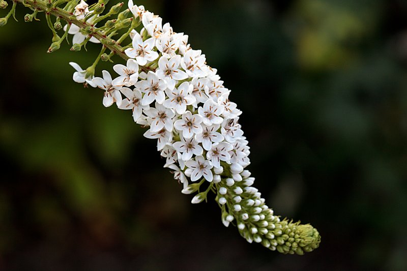 Lysimachia-clethroides-f11.jpg