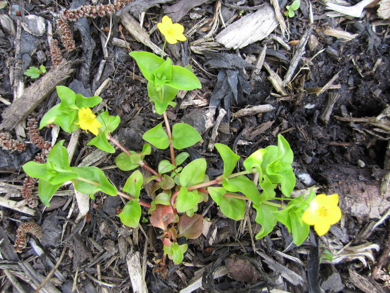 LYSIMACHIA  NEMORUM 21-05-2010 12-01-13.JPG