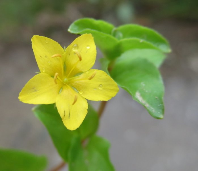 LYSIMACHIA  NEMORUM  YELLOW  PIMPERNEL 10-Aug-16 11-39-06 AM.JPG