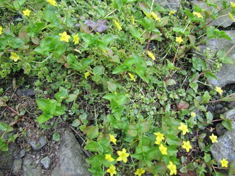 LYSIMACHIA  NEMORUM  YELLOW  PIMPERNELL 04-Jun-13 4-03-28 PM.JPG