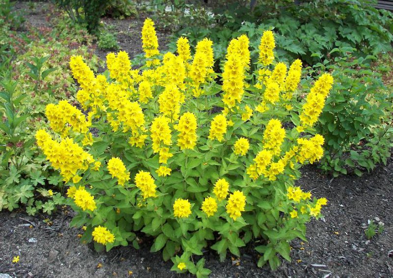 Lysimachia Punctata 2 Felberich Eine Sorte der Heimischen Staude Gelbe ___.jpg