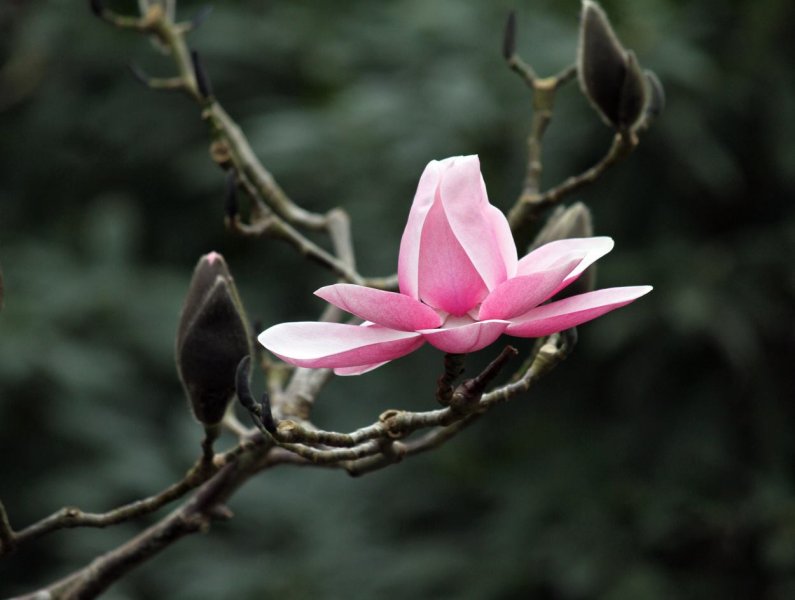 magnolia blossum.jpg