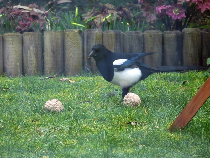 magpie 1.JPG