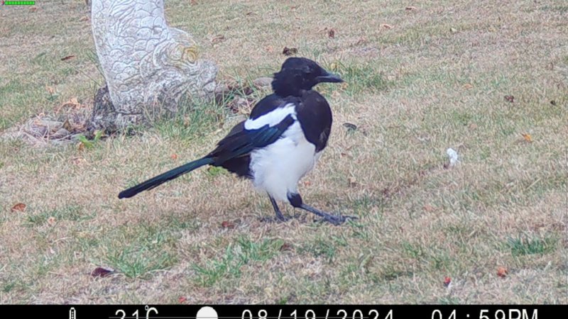 Magpie 19-08-24  01.jpg