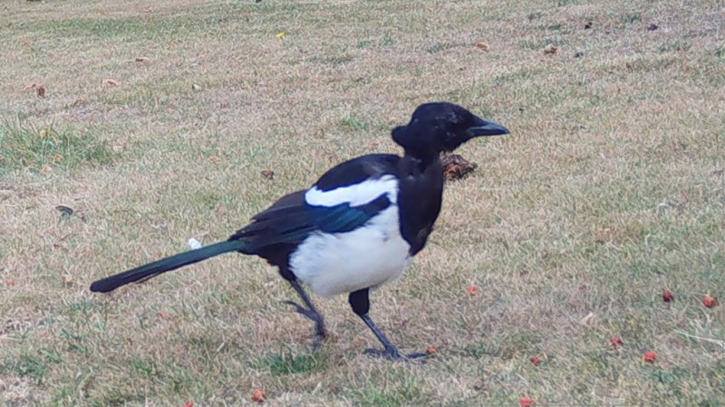 Magpie 19-08-24  02.jpg