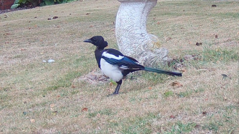 Magpie 19-08-24  03.jpg