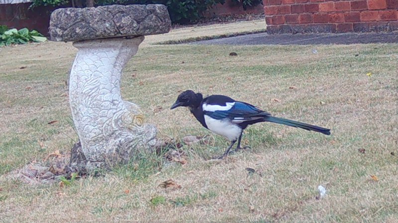 Magpie 19-08-24  04.jpg